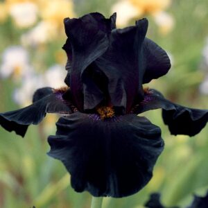 Old Black Magic Tall Bearded Iris Plant Potted - Fragrant Black Flowers - Easy to Grow Garden Perennial