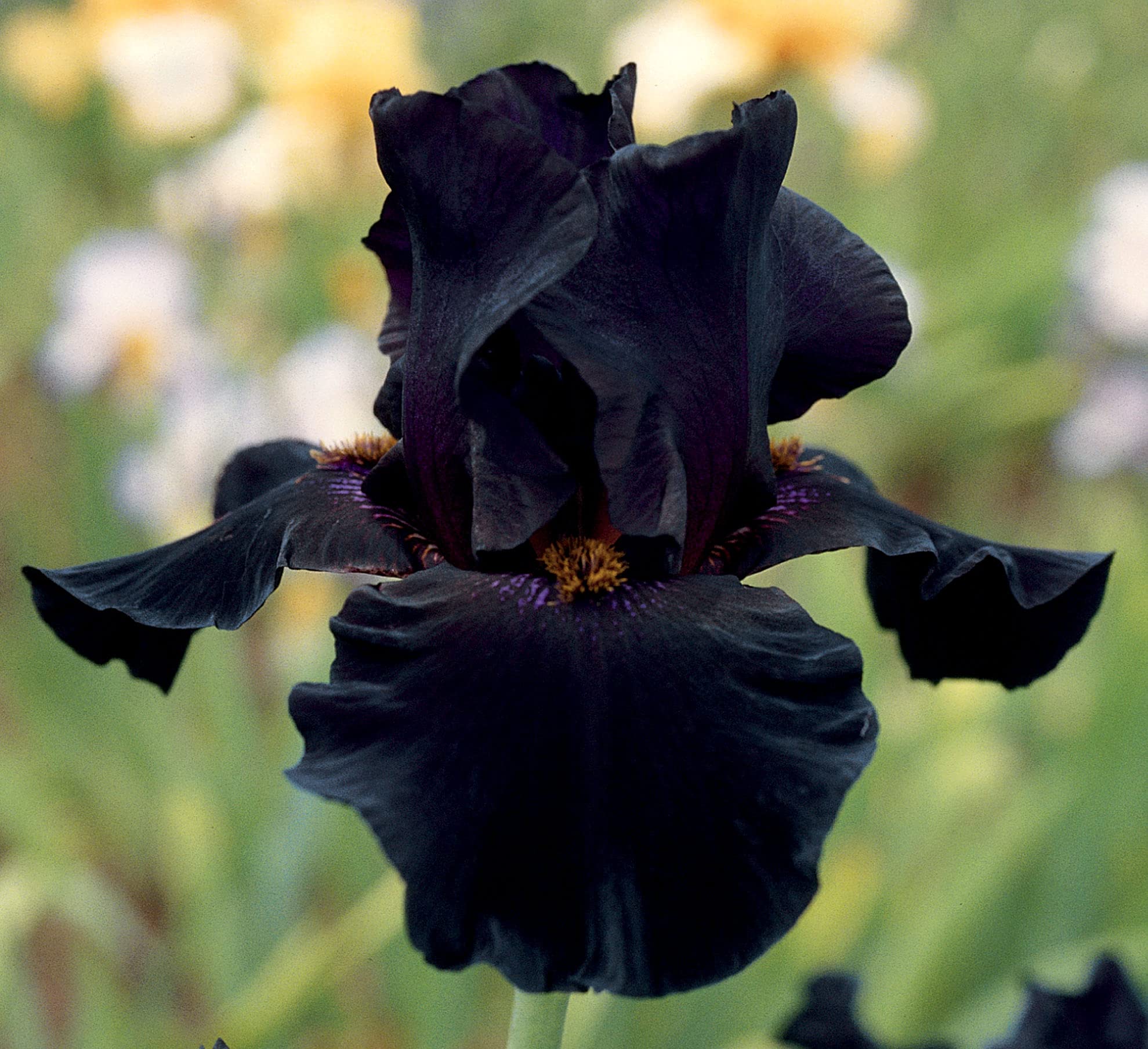 Old Black Magic Tall Bearded Iris Plant Potted - Fragrant Black Flowers - Easy to Grow Garden Perennial