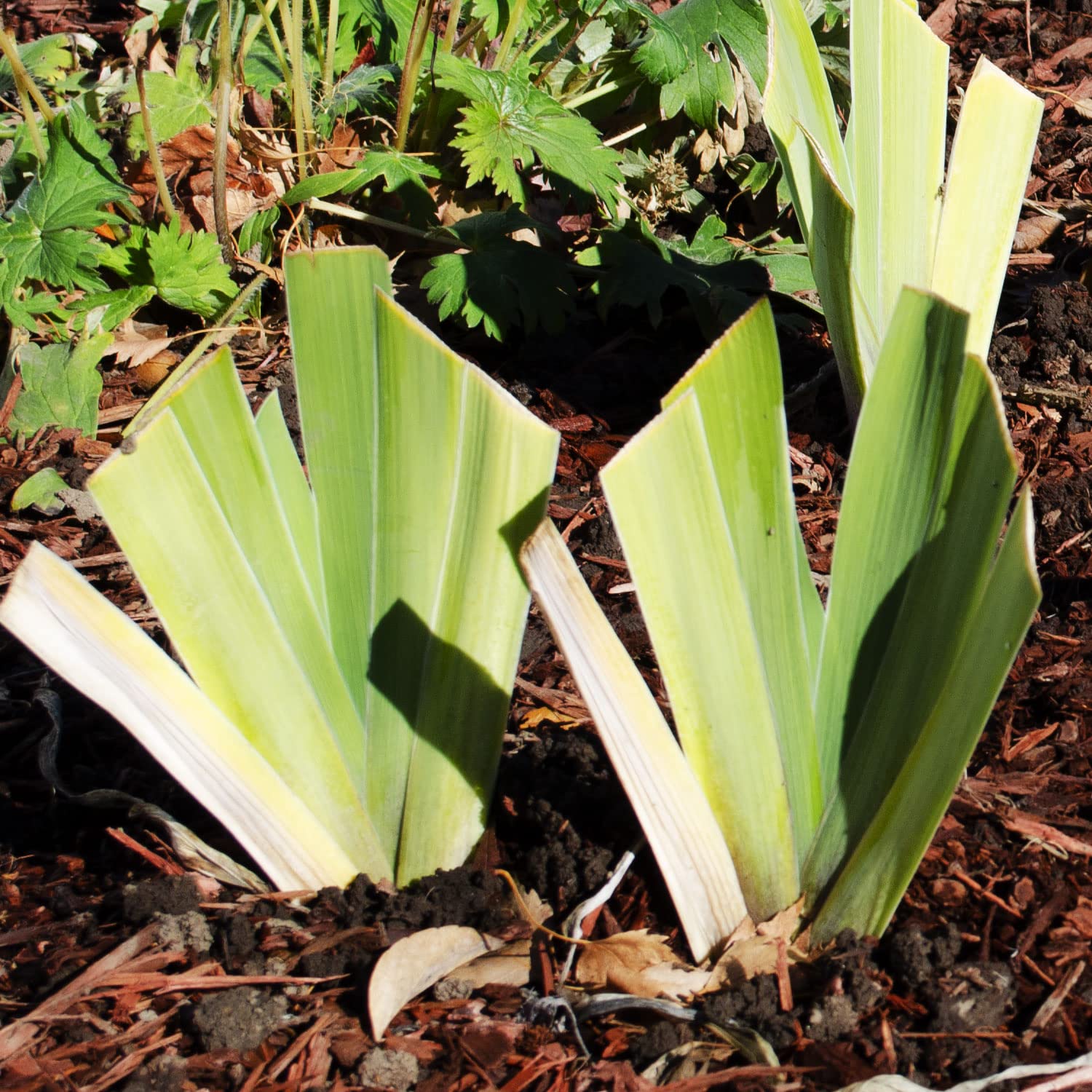 Old Black Magic Tall Bearded Iris Plant Potted - Fragrant Black Flowers - Easy to Grow Garden Perennial