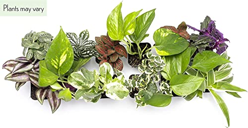 Altman Plants Live Houseplants (6PK), Indoor Plants for Delivery Prime, Live Plants and Gardening Gifts for Plant Lovers, Planters for Indoor Plants with Potting Soil, Live House Plants Indoors Live