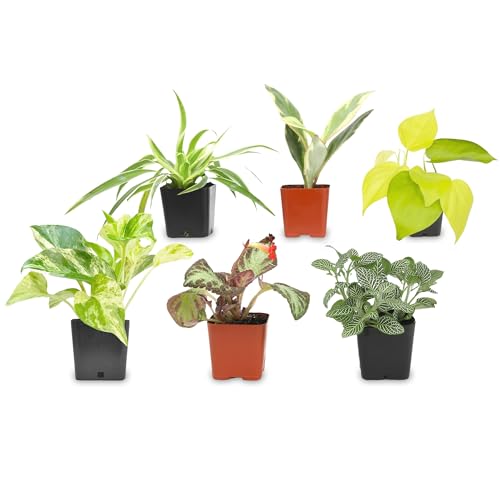 Altman Plants Live Houseplants (6PK), Indoor Plants for Delivery Prime, Live Plants and Gardening Gifts for Plant Lovers, Planters for Indoor Plants with Potting Soil, Live House Plants Indoors Live