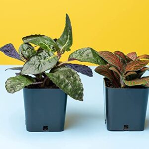 Altman Plants Live Houseplants (6PK), Indoor Plants for Delivery Prime, Live Plants and Gardening Gifts for Plant Lovers, Planters for Indoor Plants with Potting Soil, Live House Plants Indoors Live