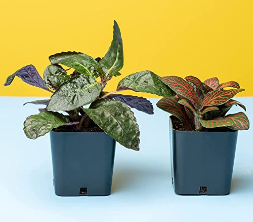 Altman Plants Live Houseplants (6PK), Indoor Plants for Delivery Prime, Live Plants and Gardening Gifts for Plant Lovers, Planters for Indoor Plants with Potting Soil, Live House Plants Indoors Live