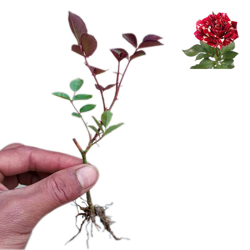 Rose Plants Live Ready to Plant Outdoors Seedlings,Dark Red Stripes Rose Bush,Multi Colours Rose Hedging,Home Garden Yard Decor Blooms,Easy Planting (1 Plant ,No Pot Include)