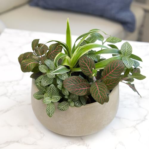 Altman Plants Live Houseplants (6PK), Indoor Plants for Delivery Prime, Live Plants and Gardening Gifts for Plant Lovers, Planters for Indoor Plants with Potting Soil, Live House Plants Indoors Live