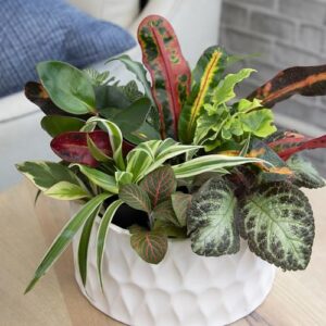 Altman Plants Live Houseplants (6PK), Indoor Plants for Delivery Prime, Live Plants and Gardening Gifts for Plant Lovers, Planters for Indoor Plants with Potting Soil, Live House Plants Indoors Live