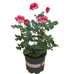 Rose Plants Live Ready to Plant Outdoors Seedlings,Dark Red Stripes Rose Bush,Multi Colours Rose Hedging,Home Garden Yard Decor Blooms,Easy Planting (1 Plant ,No Pot Include)