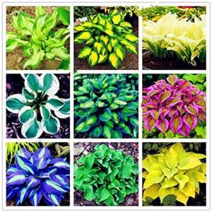 mitraee 100pcs hosta mix plant seeds