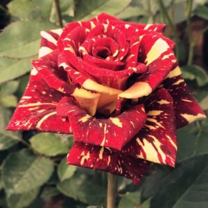 Rose Plants Live Ready to Plant Outdoors Seedlings,Dark Red Stripes Rose Bush,Multi Colours Rose Hedging,Home Garden Yard Decor Blooms,Easy Planting (1 Plant ,No Pot Include)