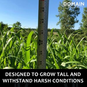 Domain Outdoor Incognito Deer Plot Seed, 1/4 Acre, Create Concealment to and from Stand or Plot, Designed to Grow Tall and Withstand Elements, Fast Growing