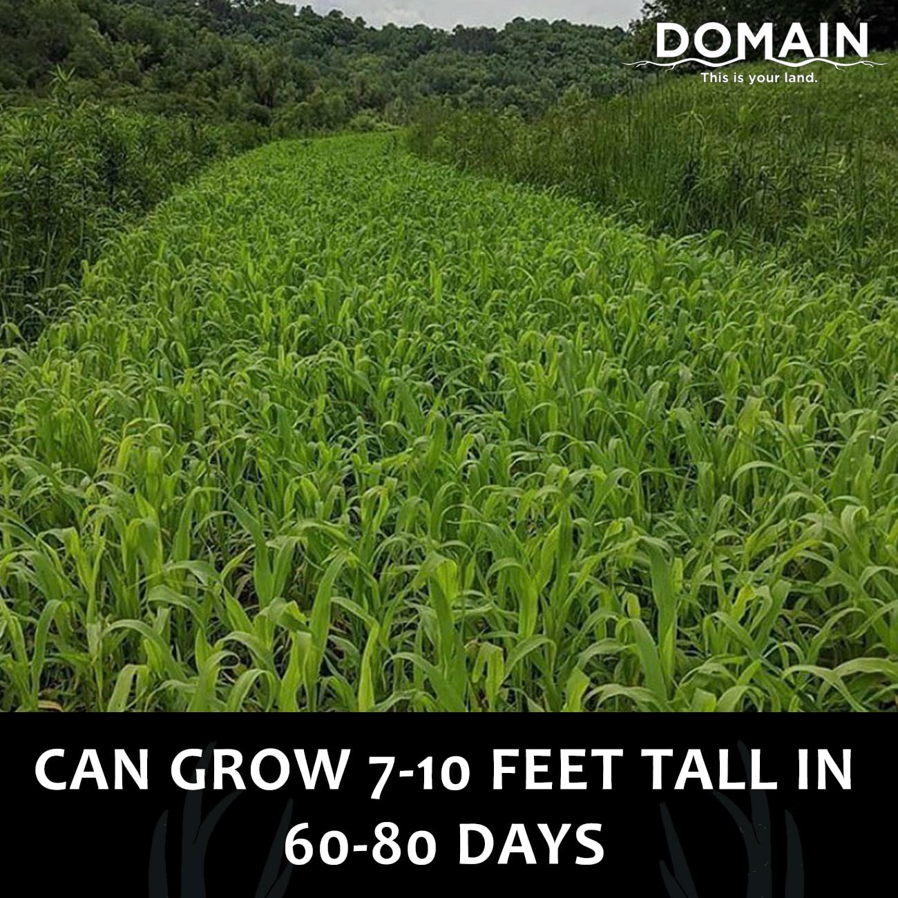 Domain Outdoor Incognito Deer Plot Seed, 1/4 Acre, Create Concealment to and from Stand or Plot, Designed to Grow Tall and Withstand Elements, Fast Growing