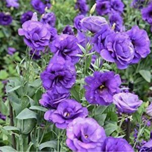 zellajake Rare Flower Seeds Purple Lisianthus Seeds 100Pcs Eustoma Fllower Seeds Plants Perennial Flowering Plants Balcony Potted Flowers Seeds