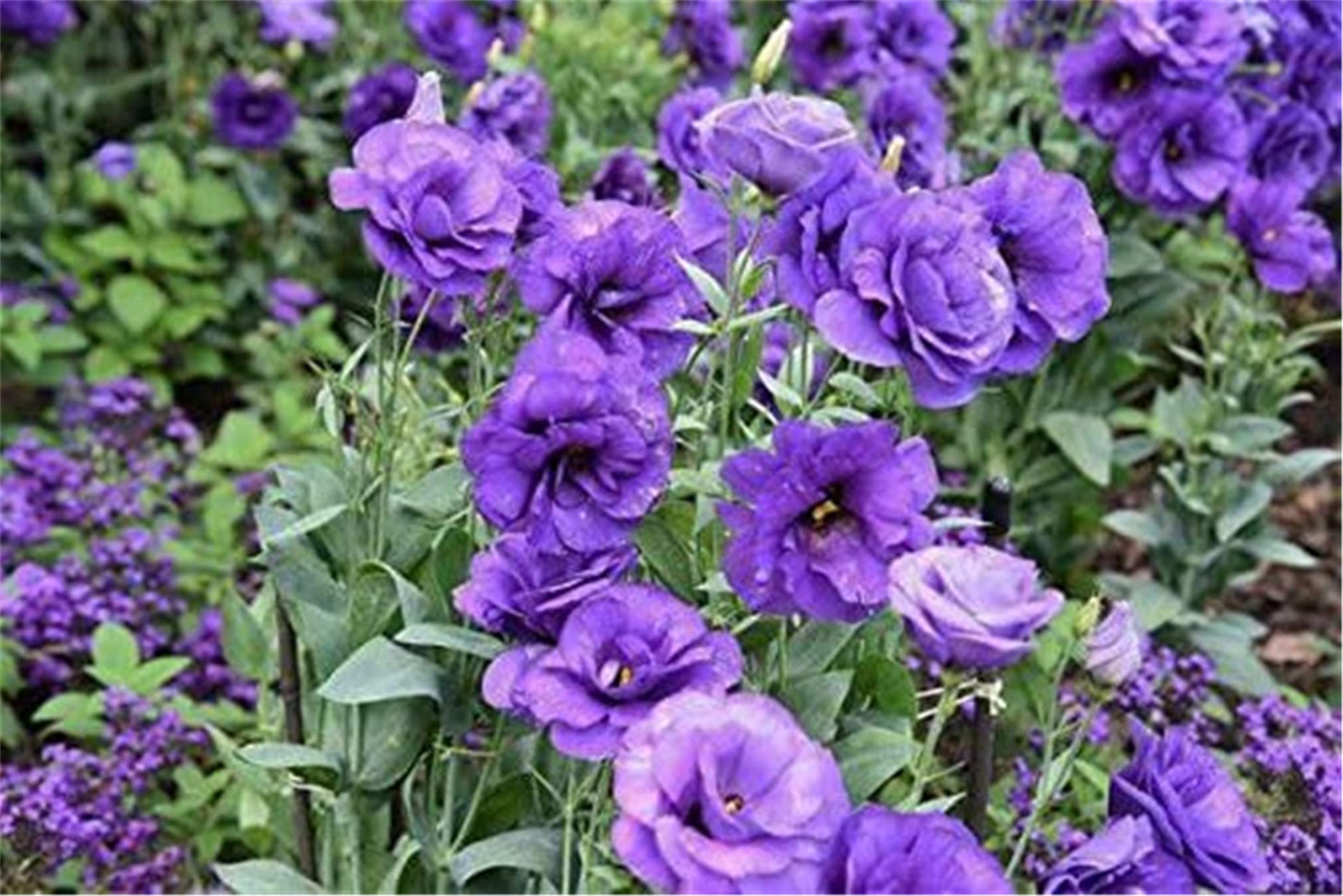 zellajake Rare Flower Seeds Purple Lisianthus Seeds 100Pcs Eustoma Fllower Seeds Plants Perennial Flowering Plants Balcony Potted Flowers Seeds