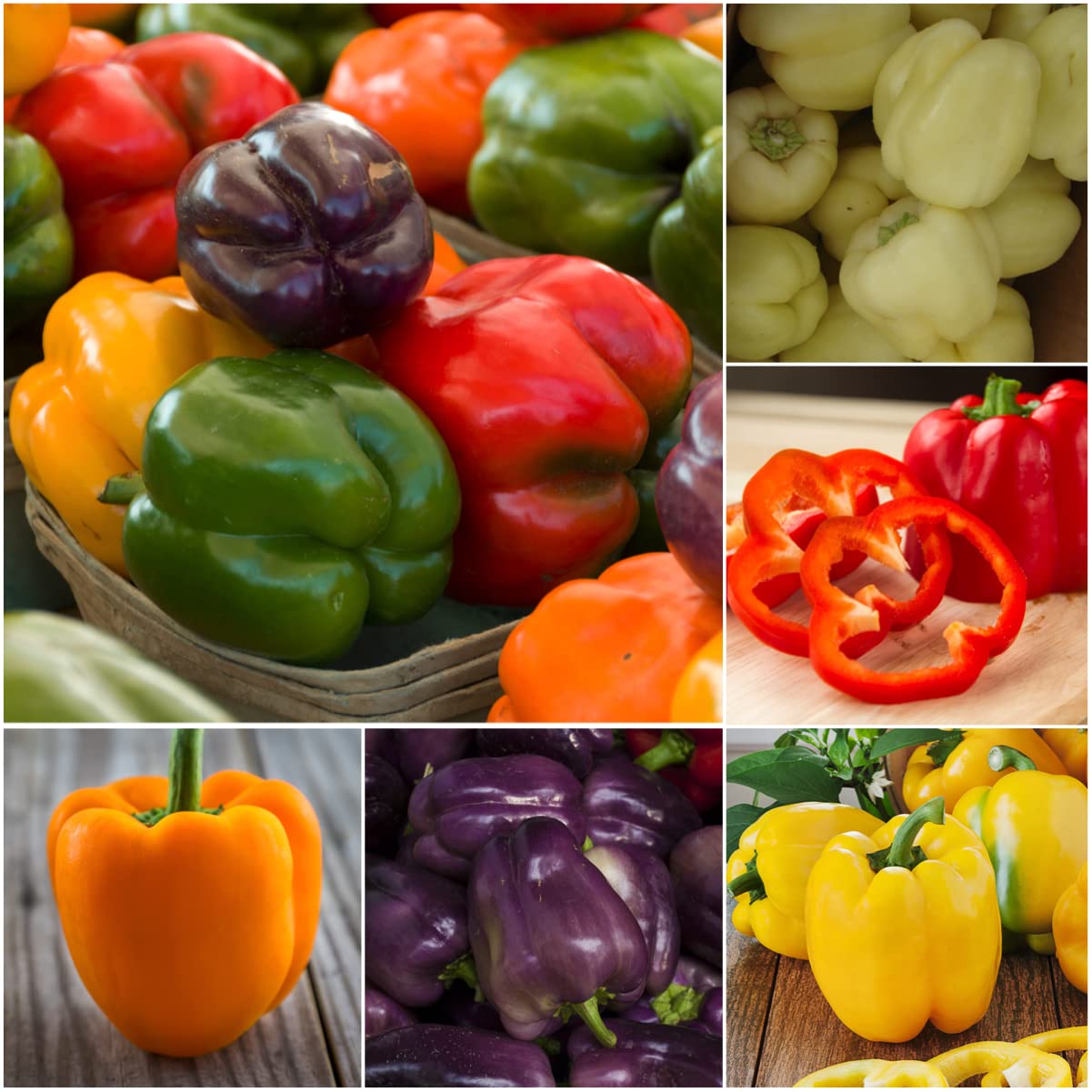 Seed Needs, Rainbow Bell Pepper Seeds - 100 Heirloom Seeds for Planting Capsicum annuum - Perfect for an Indoor or Outdoor Garden, Non-GMO & Untreated (1 Pack (100 Seeds))