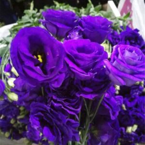 zellajake Rare Flower Seeds Purple Lisianthus Seeds 100Pcs Eustoma Fllower Seeds Plants Perennial Flowering Plants Balcony Potted Flowers Seeds