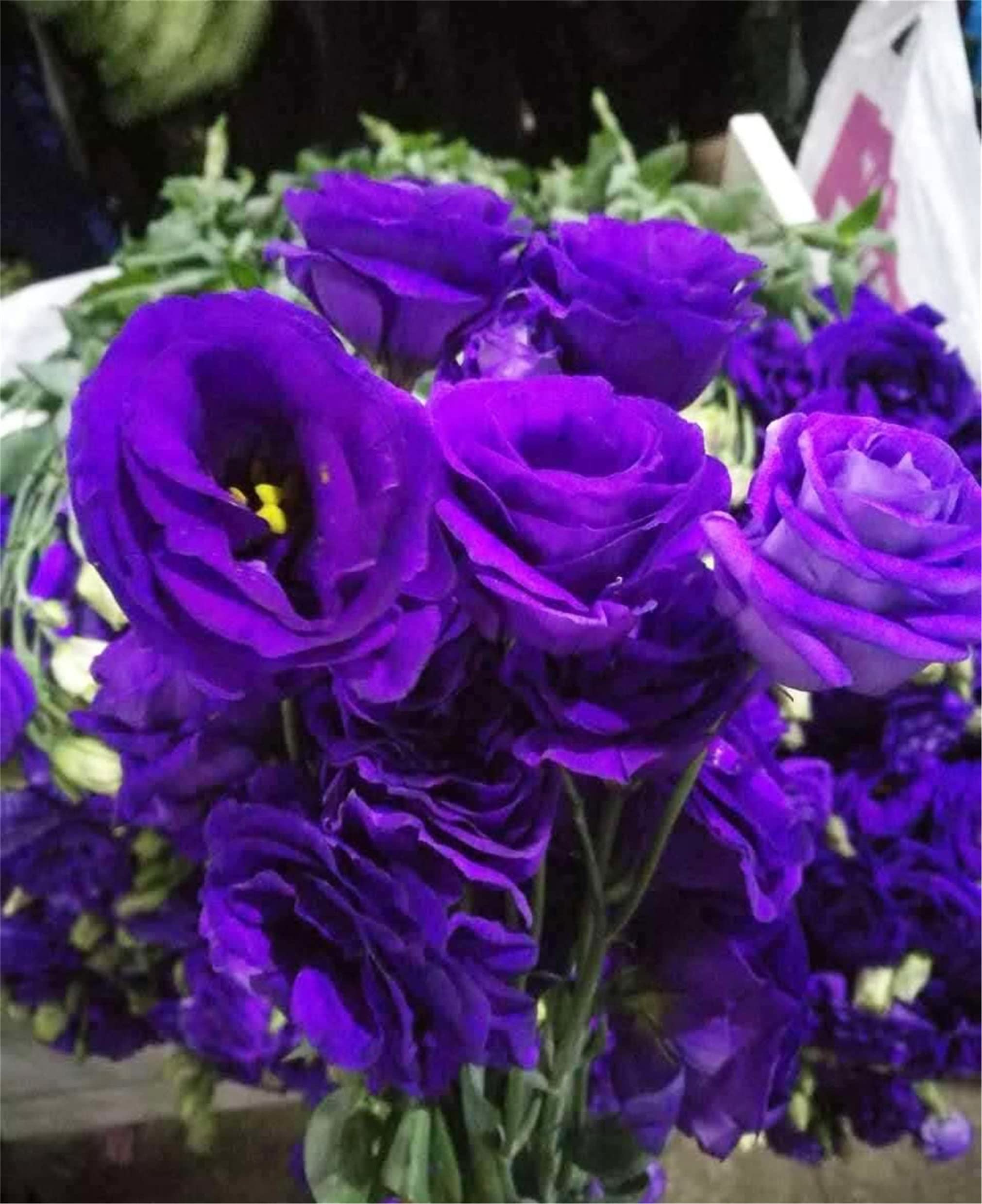 zellajake Rare Flower Seeds Purple Lisianthus Seeds 100Pcs Eustoma Fllower Seeds Plants Perennial Flowering Plants Balcony Potted Flowers Seeds