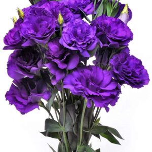 zellajake Rare Flower Seeds Purple Lisianthus Seeds 100Pcs Eustoma Fllower Seeds Plants Perennial Flowering Plants Balcony Potted Flowers Seeds