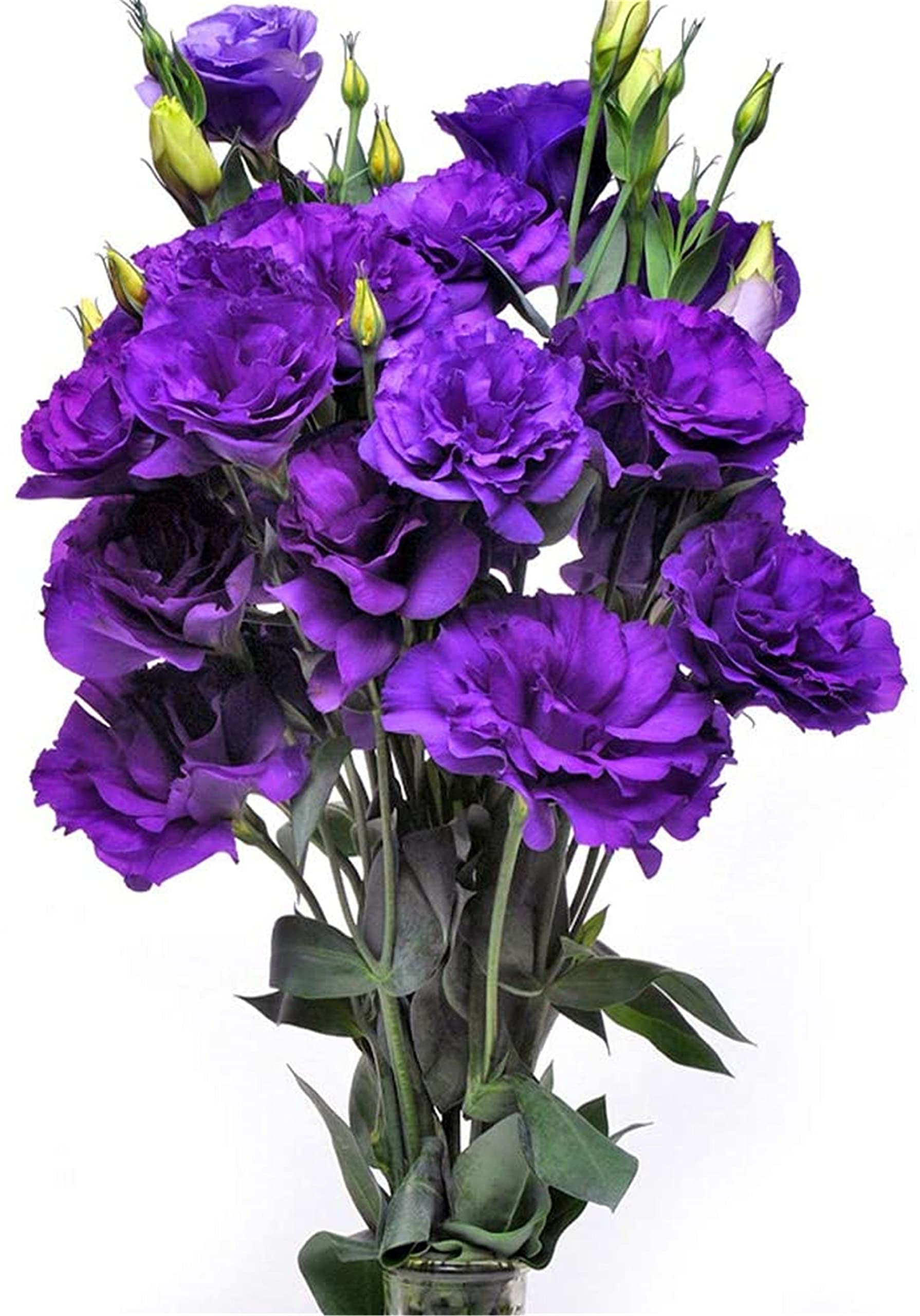 zellajake Rare Flower Seeds Purple Lisianthus Seeds 100Pcs Eustoma Fllower Seeds Plants Perennial Flowering Plants Balcony Potted Flowers Seeds