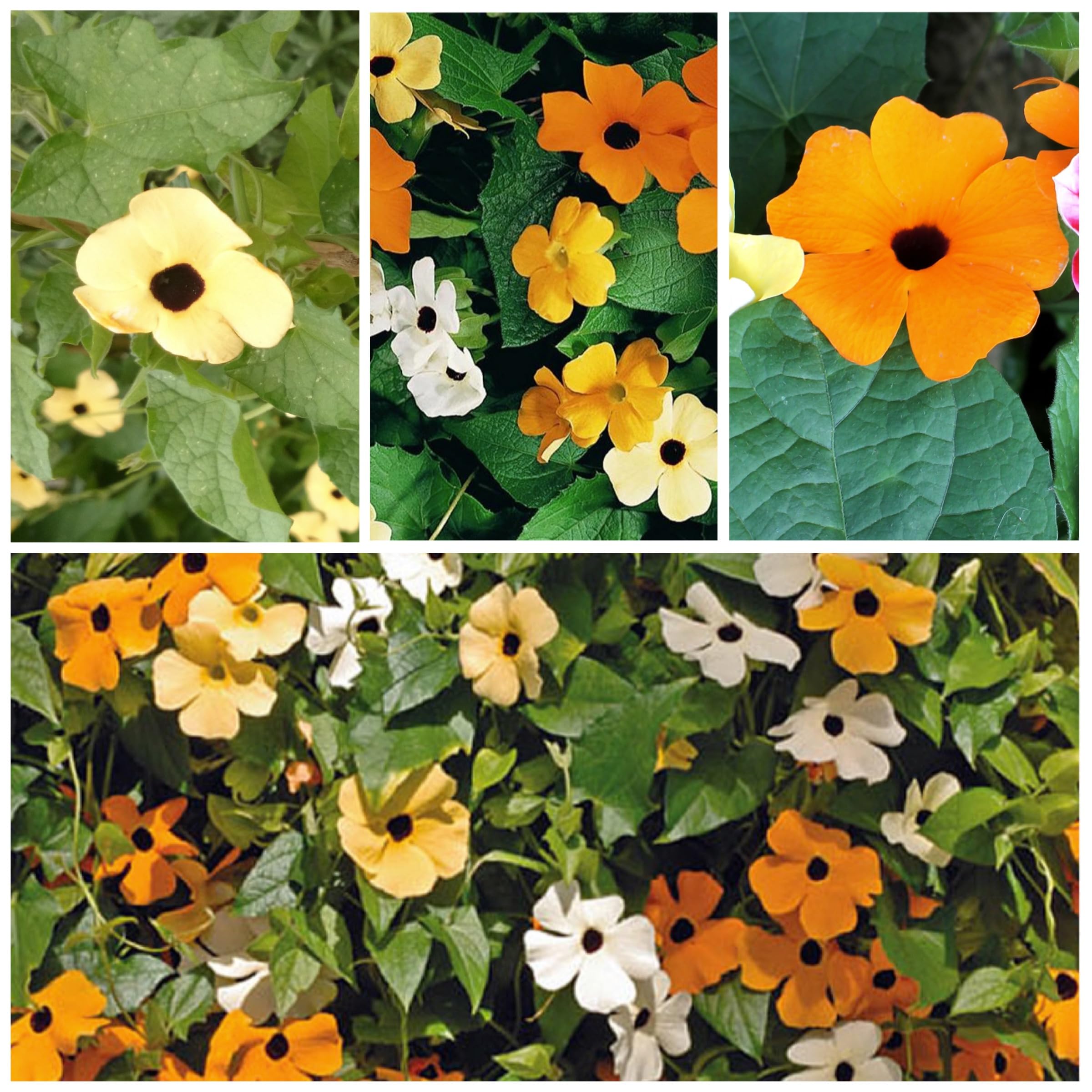 Seed Needs, Black-Eyed Susan Vine Seeds - 100 Heirloom Seeds for Planting Thunbergia alata - Annual Vining Flowers to Cover a Fence or Trellis (1 Pack)