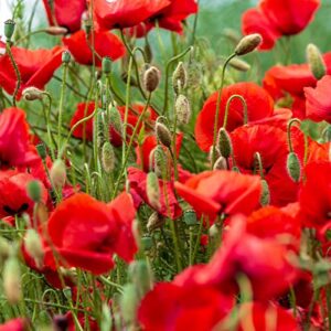 The Old Farmer's Almanac Poppy Seeds (American Legion) - Approx 5000 Flower Seeds - Premium Non-GMO, Open Pollinated, USA Origin