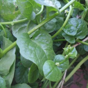 Gaea's Blessing Seeds - Malabar Spinach Seeds - Non-GMO Seeds with Easy to Follow Planting Instructions - Heirloom Big Round Leaf Malabar - 93% Germination Rate