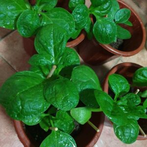 Gaea's Blessing Seeds - Malabar Spinach Seeds - Non-GMO Seeds with Easy to Follow Planting Instructions - Heirloom Big Round Leaf Malabar - 93% Germination Rate