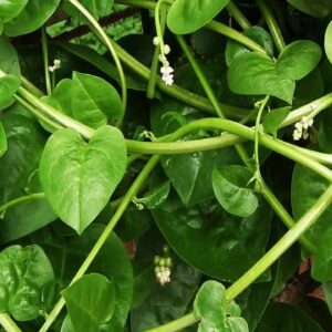 Gaea's Blessing Seeds - Malabar Spinach Seeds - Non-GMO Seeds with Easy to Follow Planting Instructions - Heirloom Big Round Leaf Malabar - 93% Germination Rate