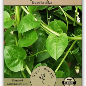 Gaea's Blessing Seeds - Malabar Spinach Seeds - Non-GMO Seeds with Easy to Follow Planting Instructions - Heirloom Big Round Leaf Malabar - 93% Germination Rate