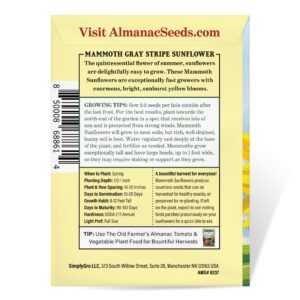 The Old Farmer's Almanac Sunflower Seeds (Mammoth Gray Stripe) - Approx 80 Flower Seeds - Premium Non-GMO, Open Pollinated, USA Origin