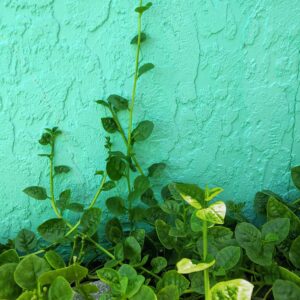 Gaea's Blessing Seeds - Malabar Spinach Seeds - Non-GMO Seeds with Easy to Follow Planting Instructions - Heirloom Big Round Leaf Malabar - 93% Germination Rate