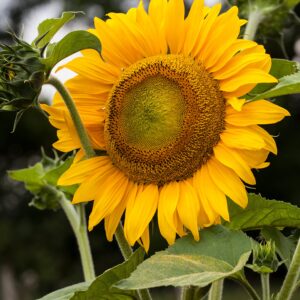 The Old Farmer's Almanac Sunflower Seeds (Mammoth Gray Stripe) - Approx 80 Flower Seeds - Premium Non-GMO, Open Pollinated, USA Origin