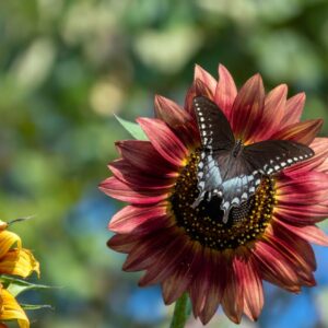 Chocolate Cherry Sunflower Seeds to Plant - Heirloom & Non-GMO - Large Package 200 Sunflower Seeds for Planting in Your Home Garden