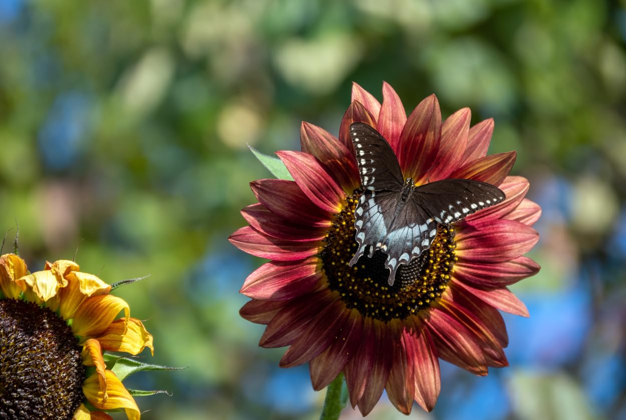 Chocolate Cherry Sunflower Seeds to Plant - Heirloom & Non-GMO - Large Package 200 Sunflower Seeds for Planting in Your Home Garden