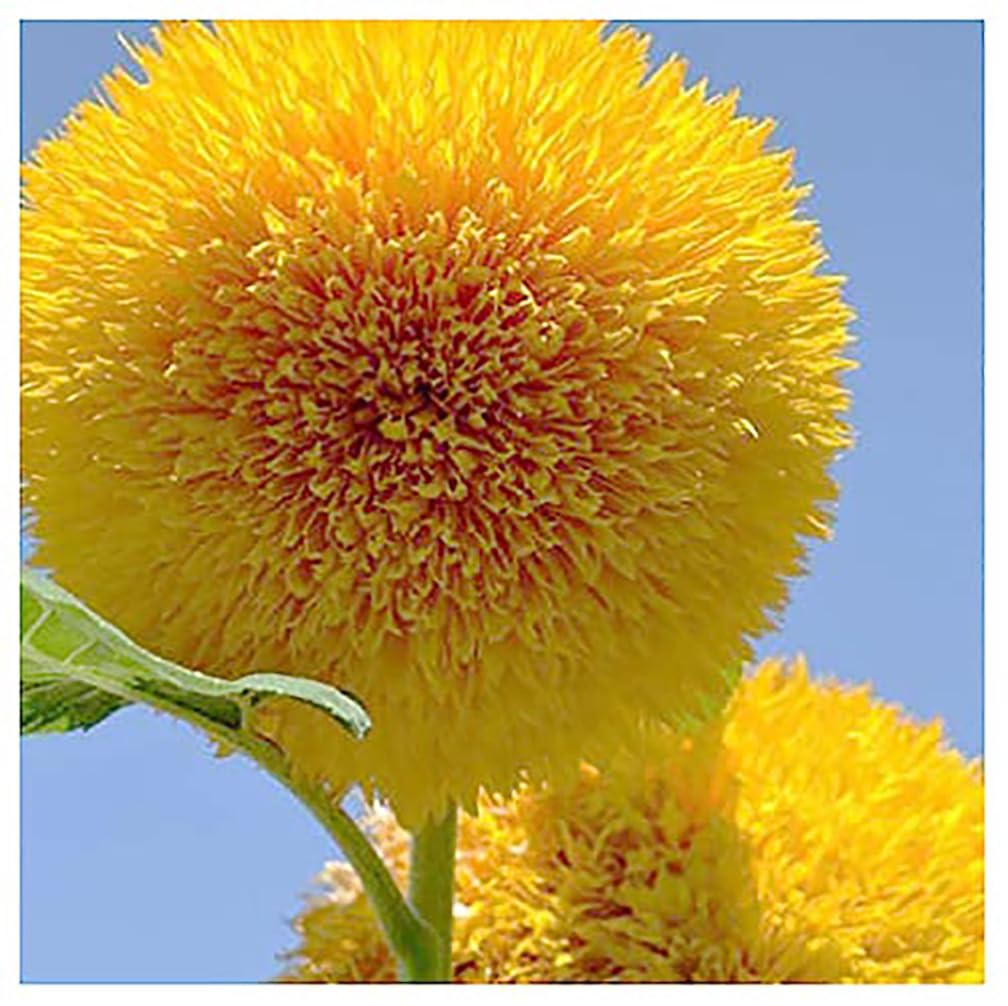 Teddy Bear - Fluffy, Giant Sunflower Seeds - 30 Seeds - Up to 7' Tall