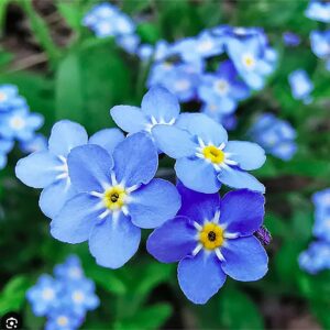 Forget Me Not Seeds - 5000 Seeds for Ground Cover for Tulips and Other Bulbs