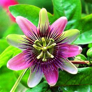 99roadsgarden Passion Flower Seeds Mixed Color 50+ Passion Fruit Seeds - Vine Perennial Flower Seeds