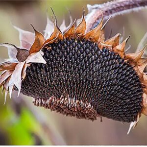 Teddy Bear - Fluffy, Giant Sunflower Seeds - 30 Seeds - Up to 7' Tall