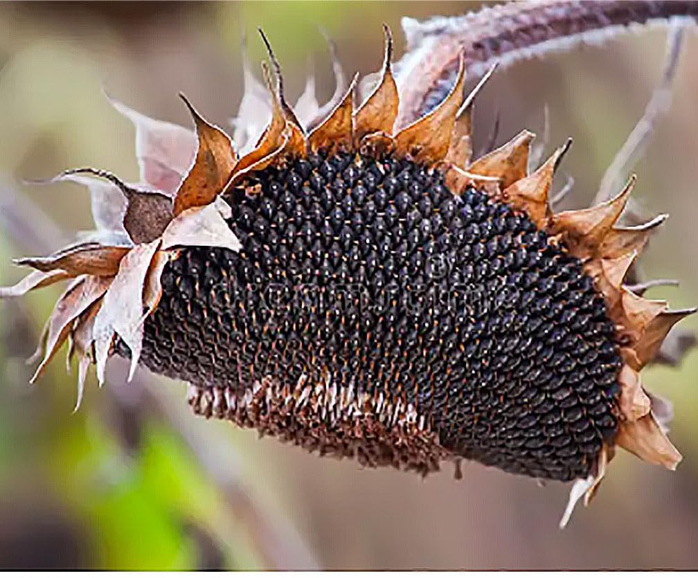 Teddy Bear - Fluffy, Giant Sunflower Seeds - 30 Seeds - Up to 7' Tall