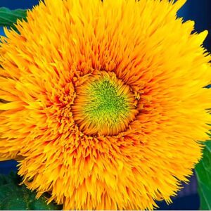 Teddy Bear - Fluffy, Giant Sunflower Seeds - 30 Seeds - Up to 7' Tall