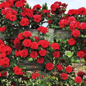 200+ Mix Climbing Rose Seeds for Planting Outdoors Ornamental Climbing Flowers Rosa Bush Vine Climber Long-Blooming