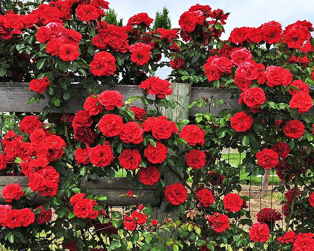 200+ Mix Climbing Rose Seeds for Planting Outdoors Ornamental Climbing Flowers Rosa Bush Vine Climber Long-Blooming