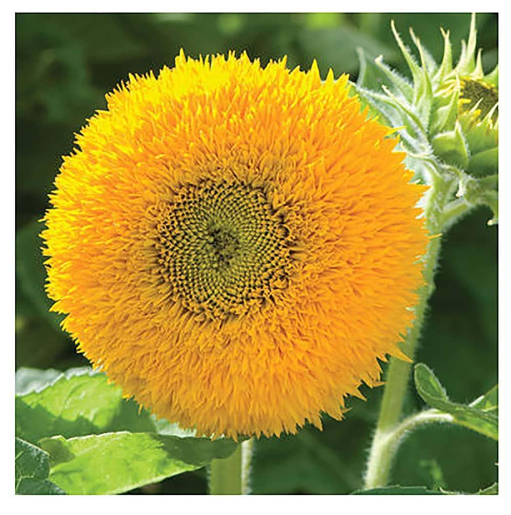 Teddy Bear - Fluffy, Giant Sunflower Seeds - 30 Seeds - Up to 7' Tall