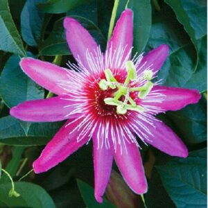 99roadsgarden Passion Flower Seeds Mixed Color 50+ Passion Fruit Seeds - Vine Perennial Flower Seeds