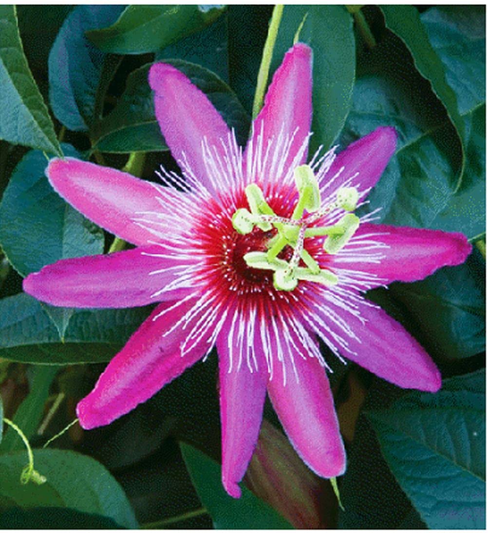 99roadsgarden Passion Flower Seeds Mixed Color 50+ Passion Fruit Seeds - Vine Perennial Flower Seeds