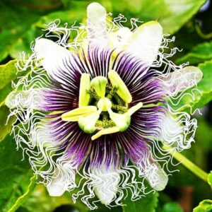 99roadsgarden Passion Flower Seeds Mixed Color 50+ Passion Fruit Seeds - Vine Perennial Flower Seeds