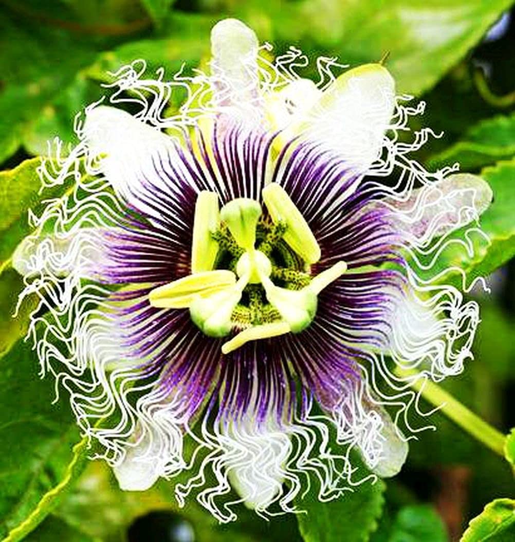 99roadsgarden Passion Flower Seeds Mixed Color 50+ Passion Fruit Seeds - Vine Perennial Flower Seeds