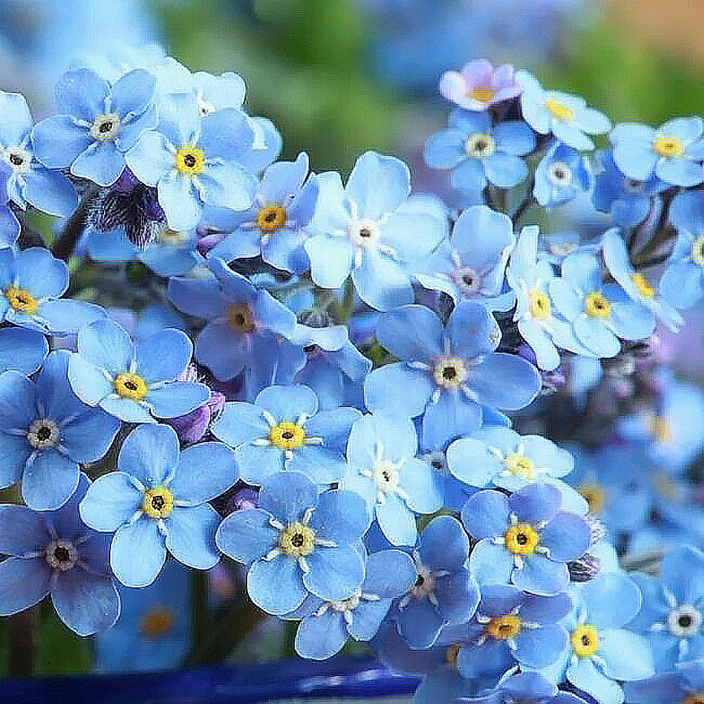 Forget Me Not Seeds - 5000 Seeds for Ground Cover for Tulips and Other Bulbs