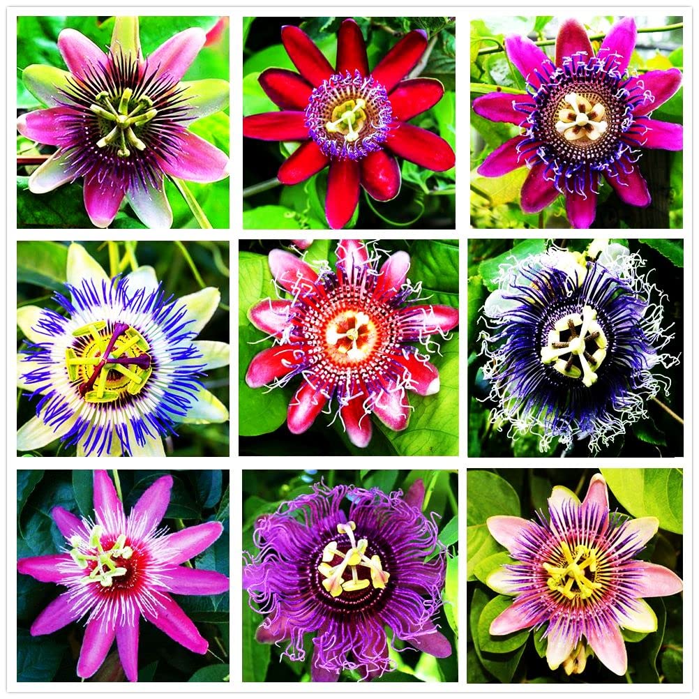 99roadsgarden Passion Flower Seeds Mixed Color 50+ Passion Fruit Seeds - Vine Perennial Flower Seeds