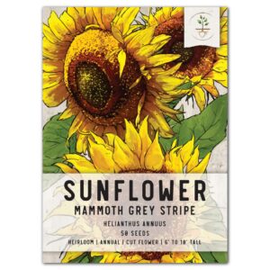 seed needs, mammoth grey stripe sunflower seeds - 50 heirloom seeds for planting helianthus annuus - non-gmo & untreated - attracts pollinators (1 small pack)