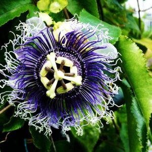 99roadsgarden Passion Flower Seeds Mixed Color 50+ Passion Fruit Seeds - Vine Perennial Flower Seeds